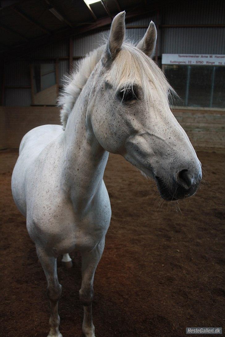 Anden særlig race Silver - Det var ikke dit udseende, eller dit talent, der gjorde at jeg valgte dig, det var din personlighed.. Billede af Clara Egdal. billede 7
