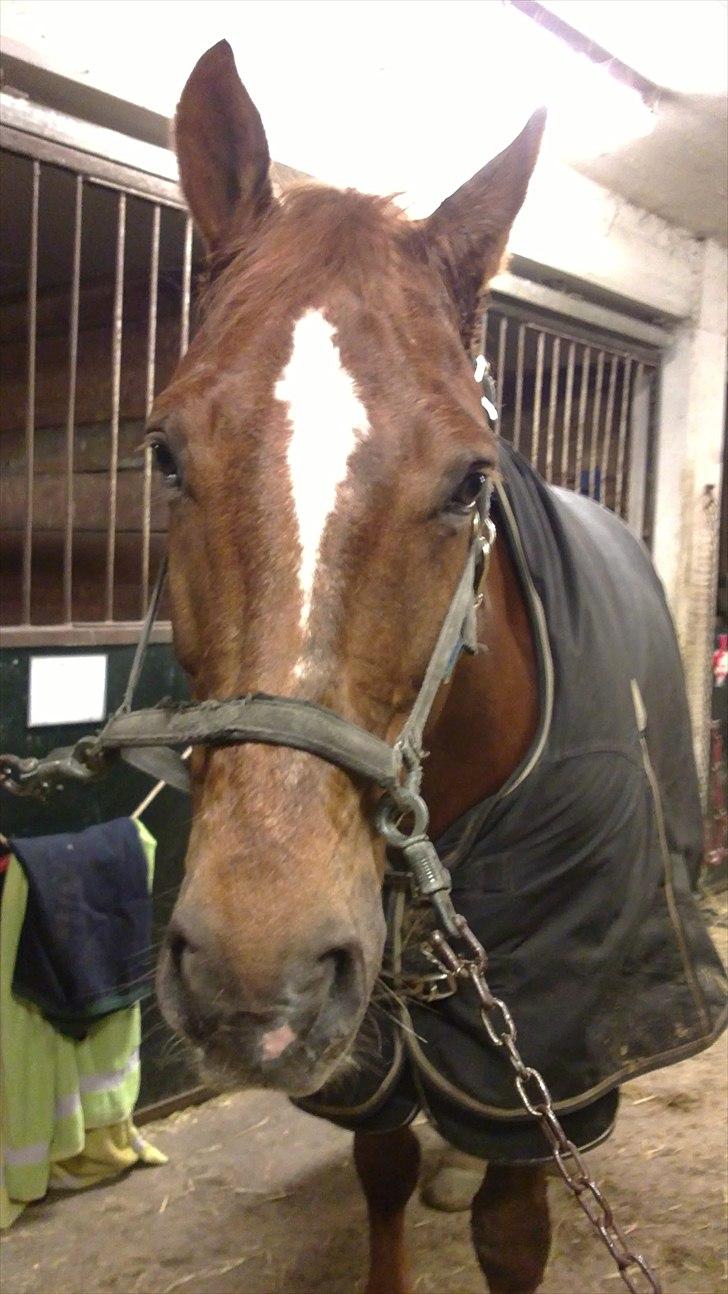 Oldenborg Tamino R.I.P billede 14