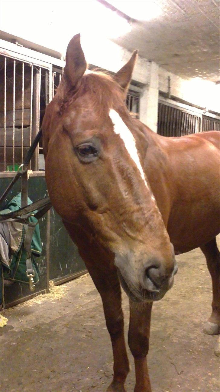 Oldenborg Tamino R.I.P billede 15