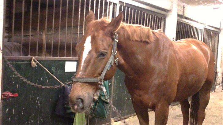 Oldenborg Tamino R.I.P billede 16