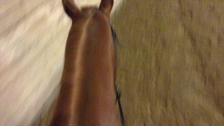 Oldenborg Tamino R.I.P billede 17