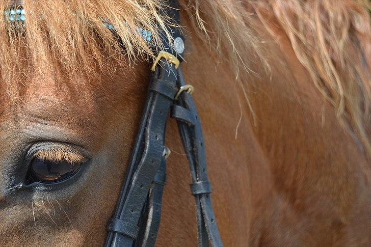 Anden særlig race Chanell DK'S SEJESTE RØDE billede 11