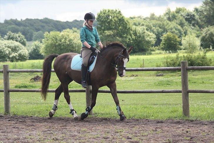 DSP Møgelholts Carat <3 - Super godt billede.
Foto:Camilla billede 16