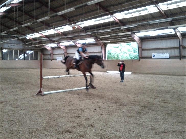 Anden særlig race Skovbjerggård´s Cavan - første gang han springer med rytter. 75 cm billede 7