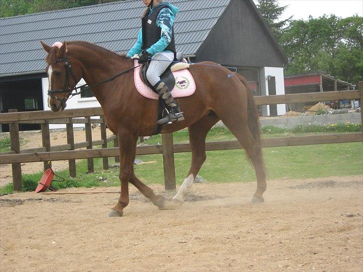 Hollandsk Varmblod | Lariemke | - jeg er så smuk billede 4