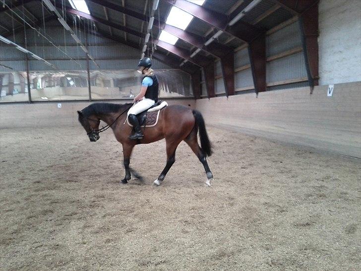 Anden særlig race Skovbjerggård´s Cavan billede 8