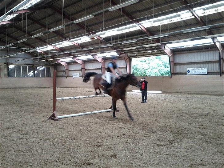 Anden særlig race Skovbjerggård´s Cavan - første gang han springer med rytter. 75 cm billede 9