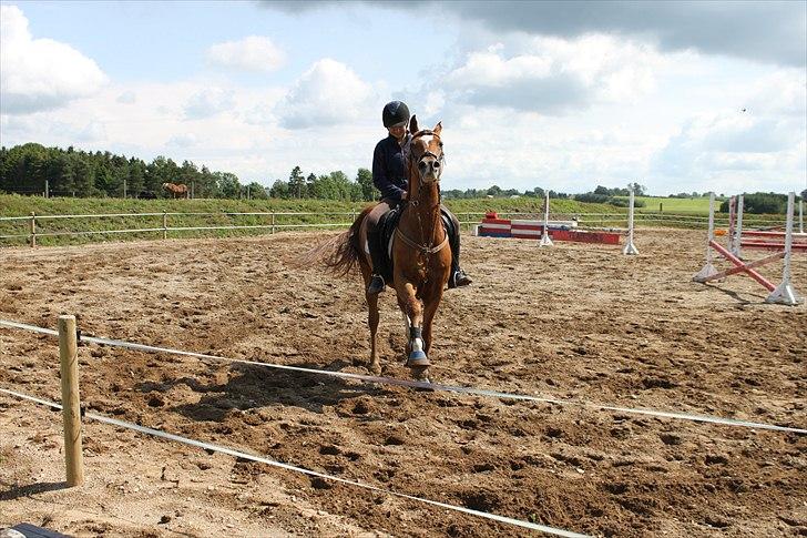 Arabisk fuldblod (OX) Sr Melekov billede 5