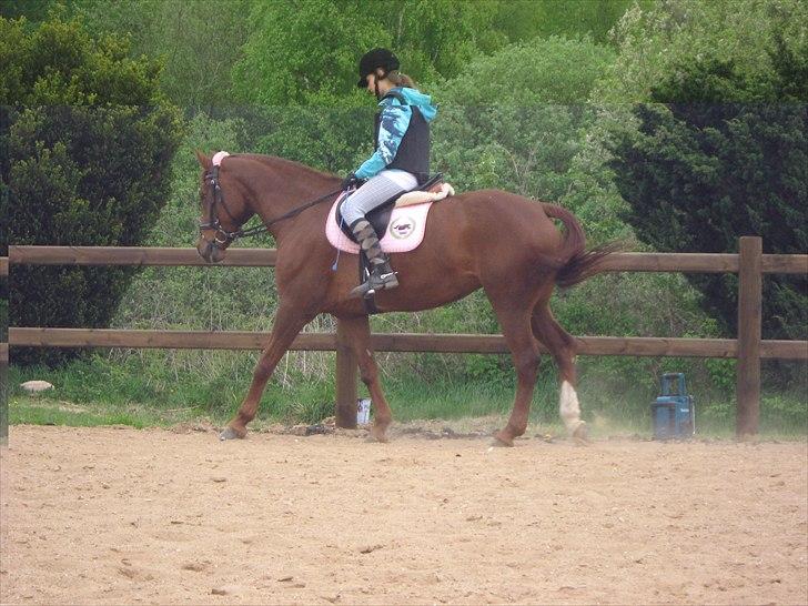 Hollandsk Varmblod | Lariemke | - mor se jeg går pent  billede 5