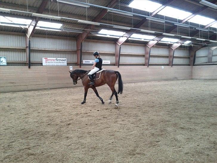 Anden særlig race Skovbjerggård´s Cavan billede 10