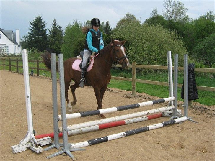 Hollandsk Varmblod | Lariemke | - juhuu!! billede 6