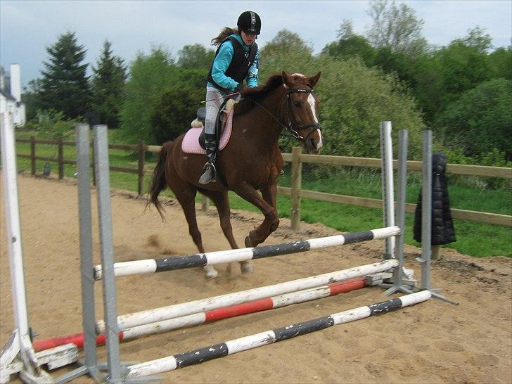 Hollandsk Varmblod | Lariemke | - juhuu hend over springet og tilbage igen!! i fuld fart billede 7