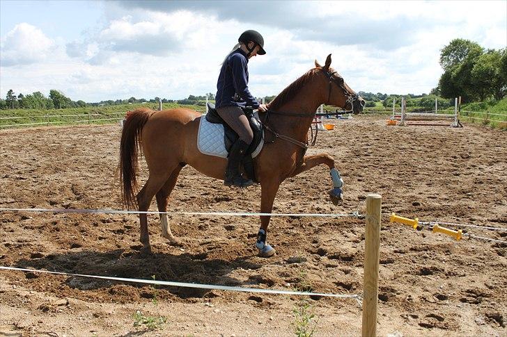 Arabisk fuldblod (OX) Sr Melekov billede 6