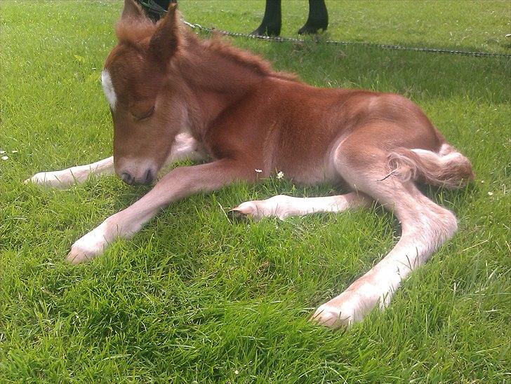 Shetlænder Rørsgaards Baltazar *Solgt* - Baltazar får sig lige en lille middags lur billede 13