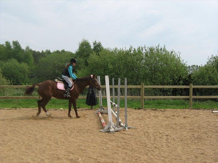 Hollandsk Varmblod | Lariemke | billede 8