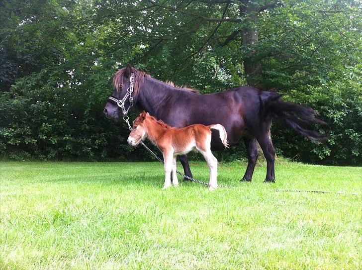 Shetlænder Rørsgaards Baltazar *Solgt* billede 16