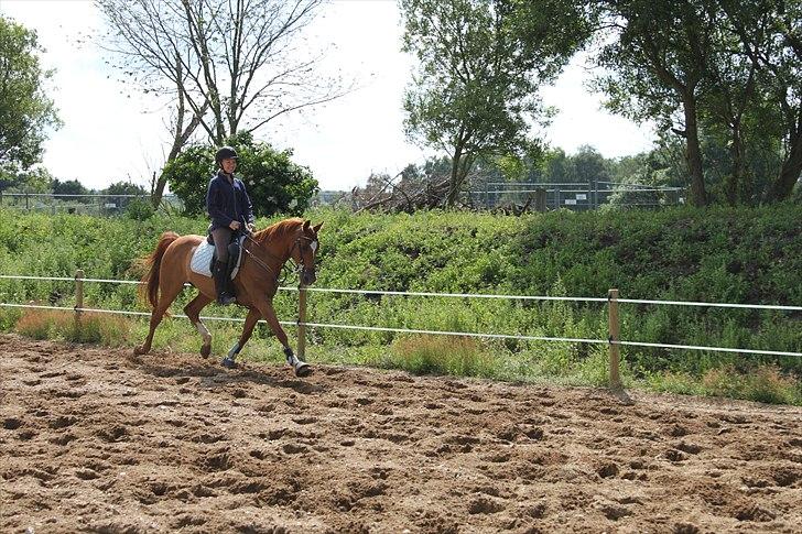 Arabisk fuldblod (OX) Sr Melekov billede 7