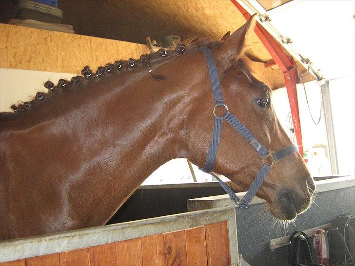 Hollandsk Varmblod | Lariemke | - se lige mig den smukke her billede 10