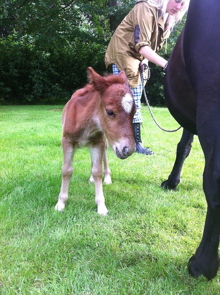 Shetlænder Rørsgaards Baltazar *Solgt* billede 14