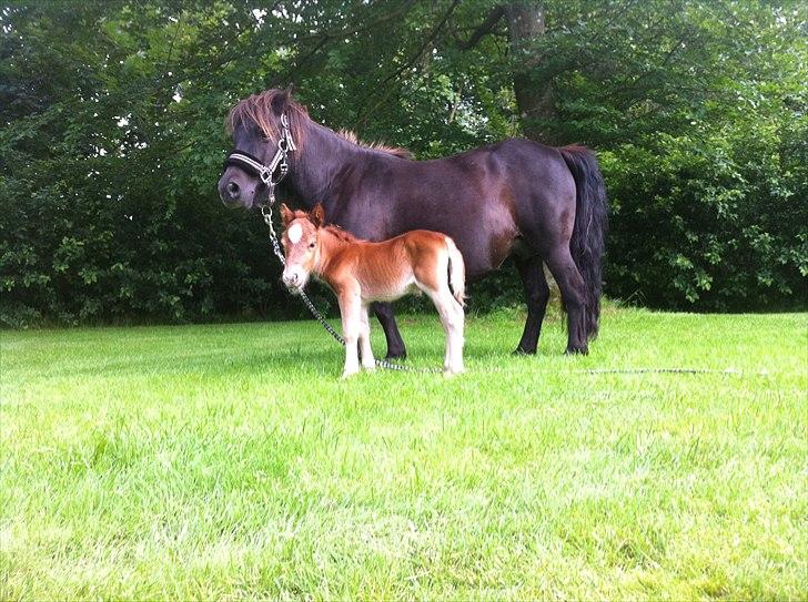Shetlænder Rørsgaards Baltazar *Solgt* - lille'bitte Baltazar ved mors side billede 15