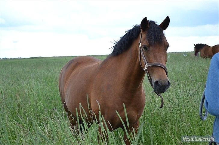 Tysk Sportspony K-Jamara - Min dejlige pony på mark. billede 9
