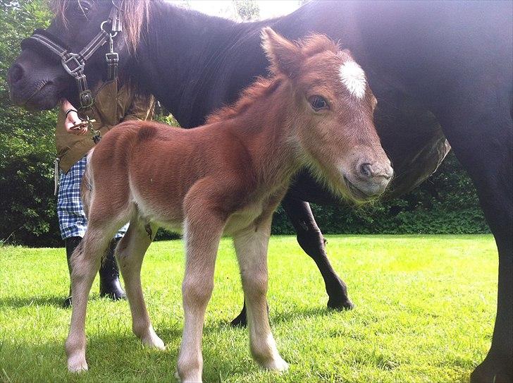 Shetlænder Rørsgaards Baltazar *Solgt* billede 12
