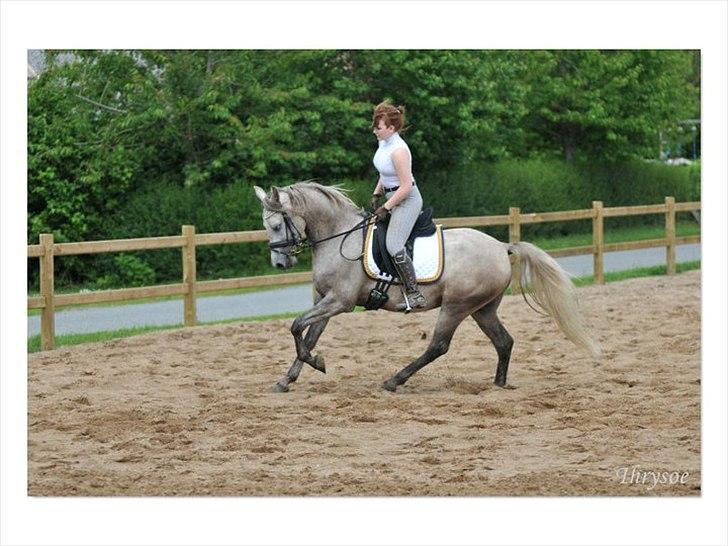 Arabisk fuldblod (OX) BAGIWA's AMIR billede 20