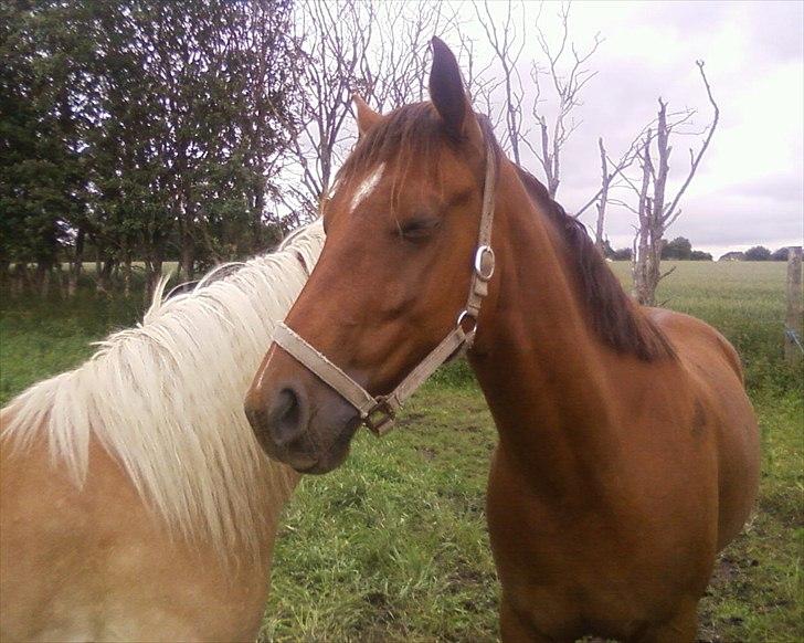 Anden særlig race Quinton - 19/06-11 sommerfoldhygge billede 15