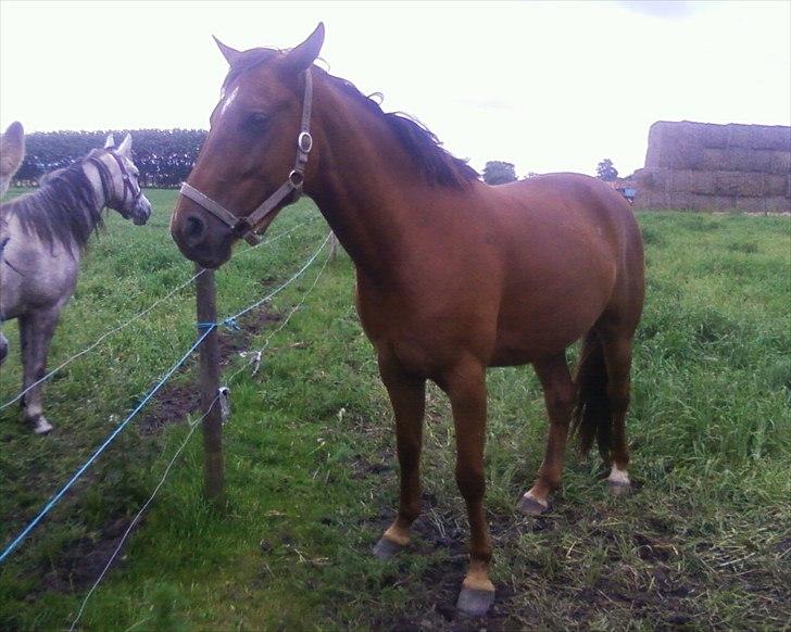 Anden særlig race Quinton - 19/06-11 sommerfold billede 16