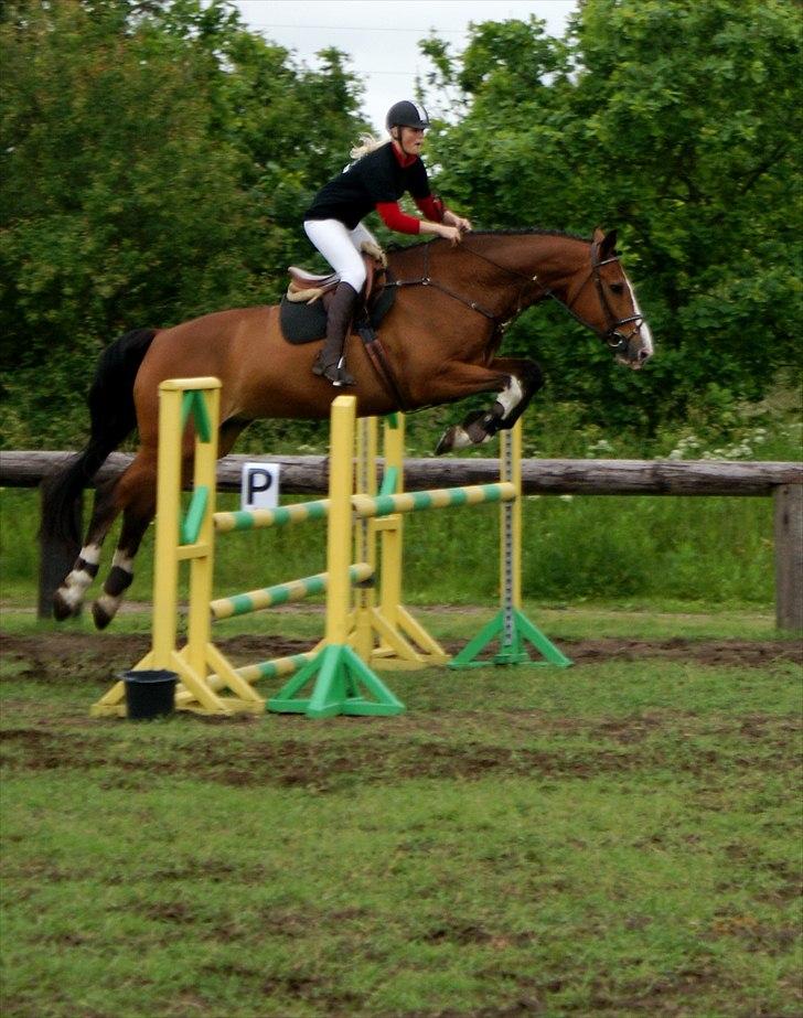 Holstener Campari (solgt til USA) billede 8