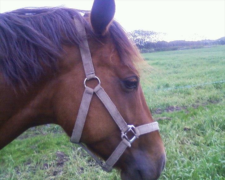 Anden særlig race Quinton - 19/6-11 billede 1