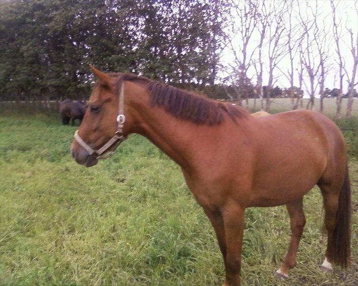 Anden særlig race Quinton - 19/6-11 billede 18