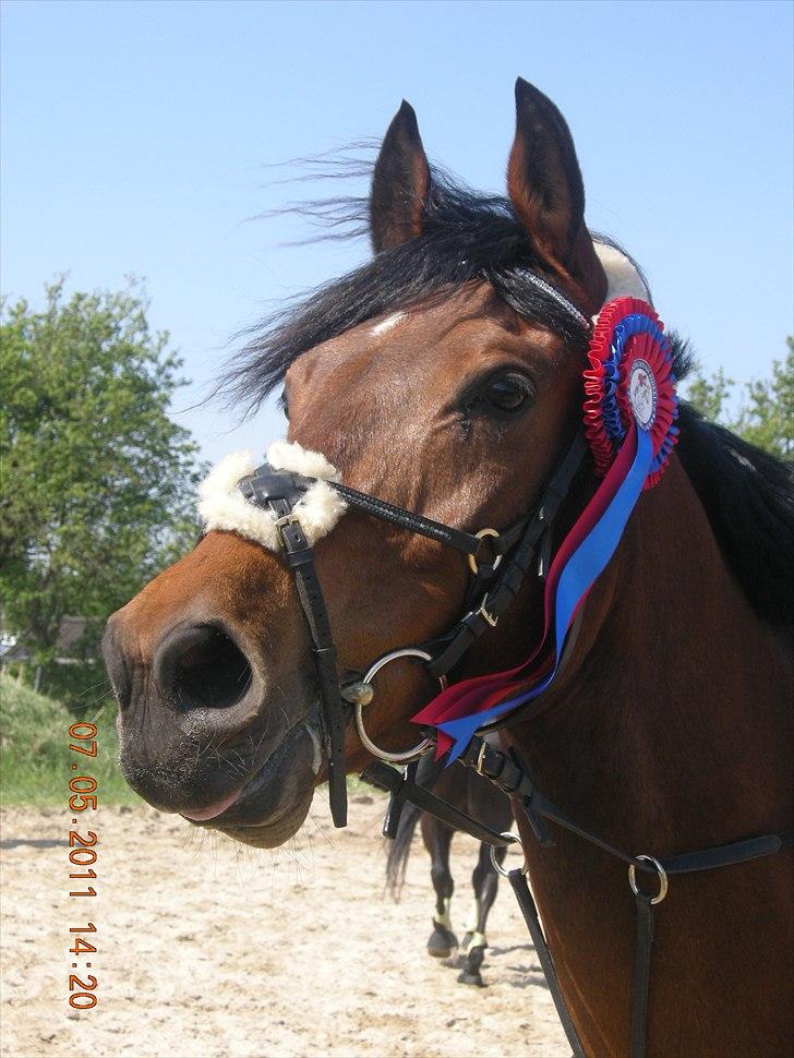 Anden særlig race Frederik Eliselund<3 - Frede til vellykket stævne:D billede 1