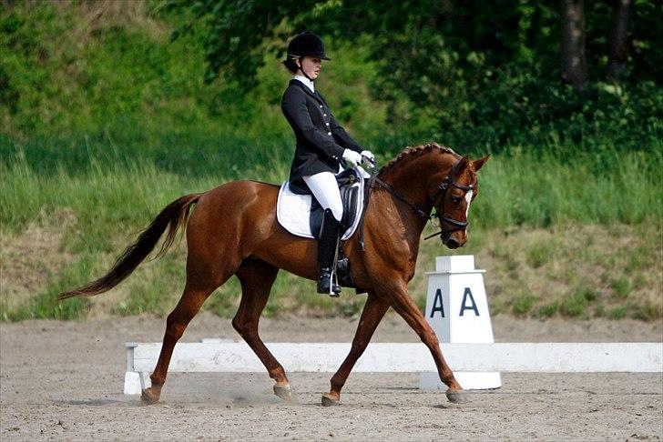 Hollandsk Sportspony Naomi SOLGT - 72% i LA3 sidste afd. af KBH-mesterskabet og videre som nr. 1 til finalen <3 :* Sanne Svendsen billede 14