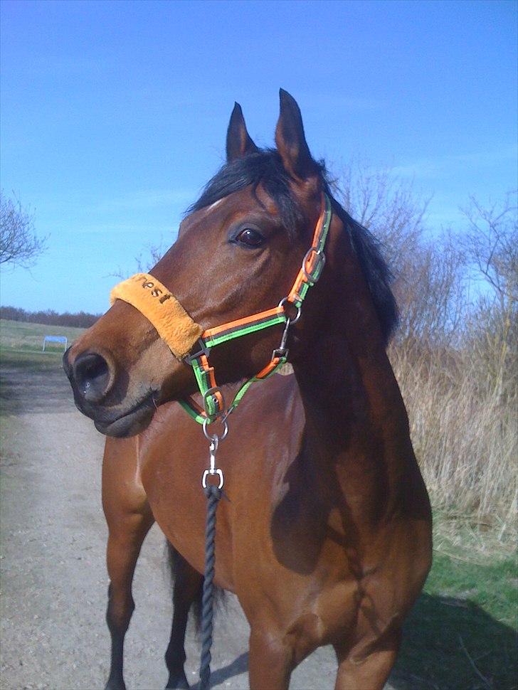 Anden særlig race Frederik Eliselund<3 billede 12