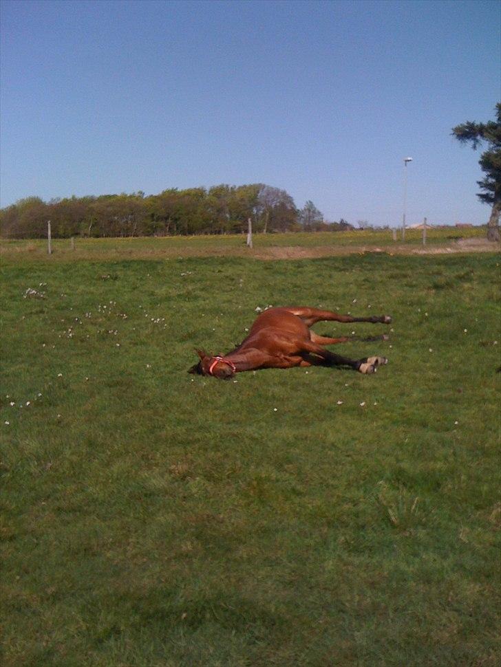 Anden særlig race Frederik Eliselund<3 billede 13