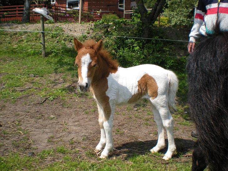 Shetlænder Skovledet Yasmin billede 4