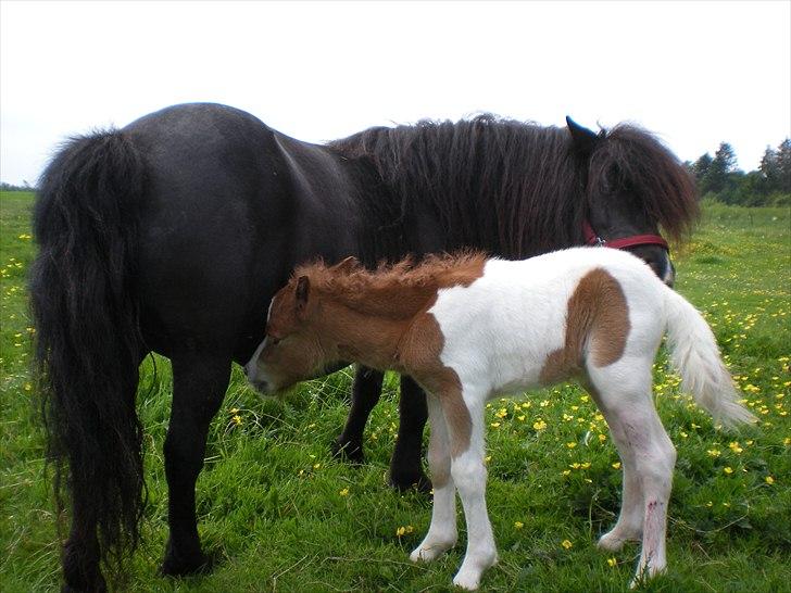 Shetlænder Skovledet Yasmin billede 5