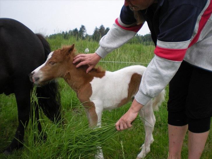 Shetlænder Skovledet Yasmin - Verdens største kælegris :P billede 6