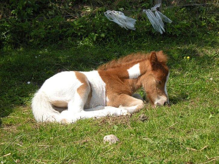 Shetlænder Skovledet Yasmin billede 7