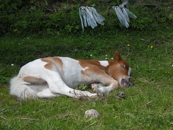 Shetlænder Skovledet Yasmin billede 8