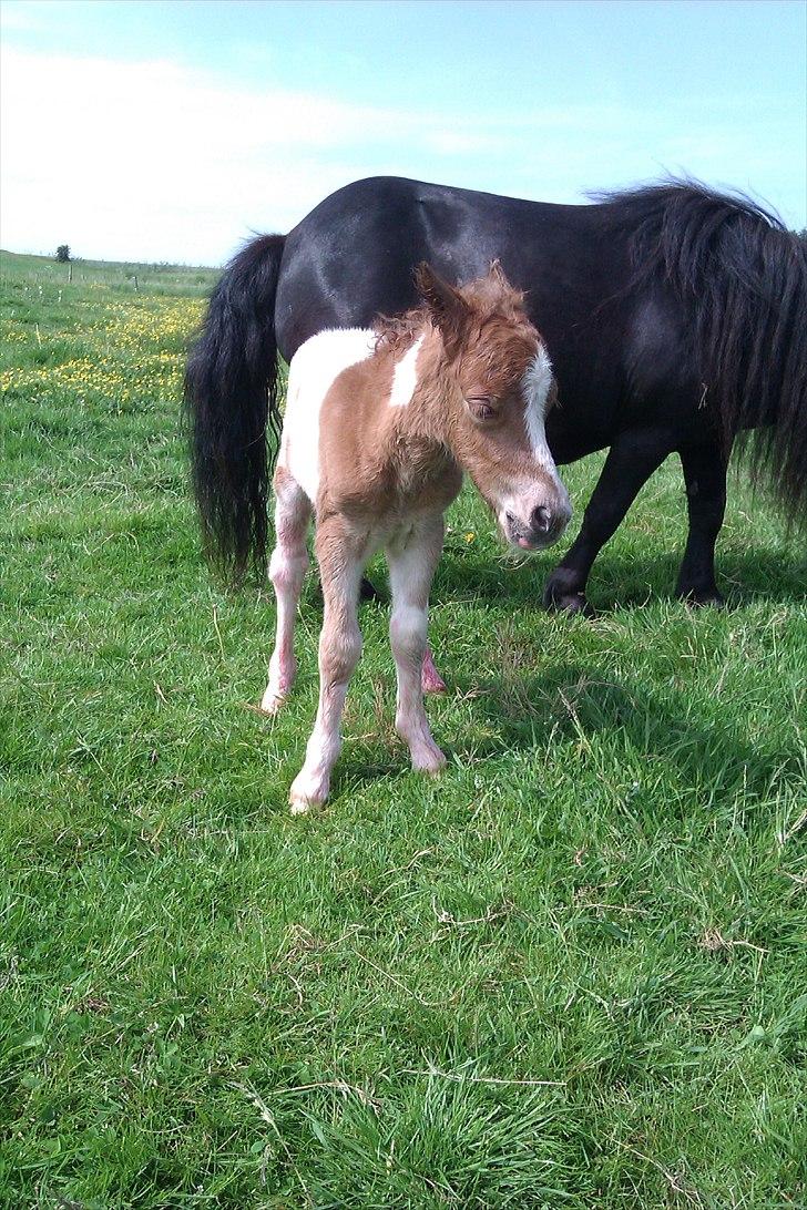 Shetlænder Skovledet Yasmin - Stadig våd efter fødslen  billede 9