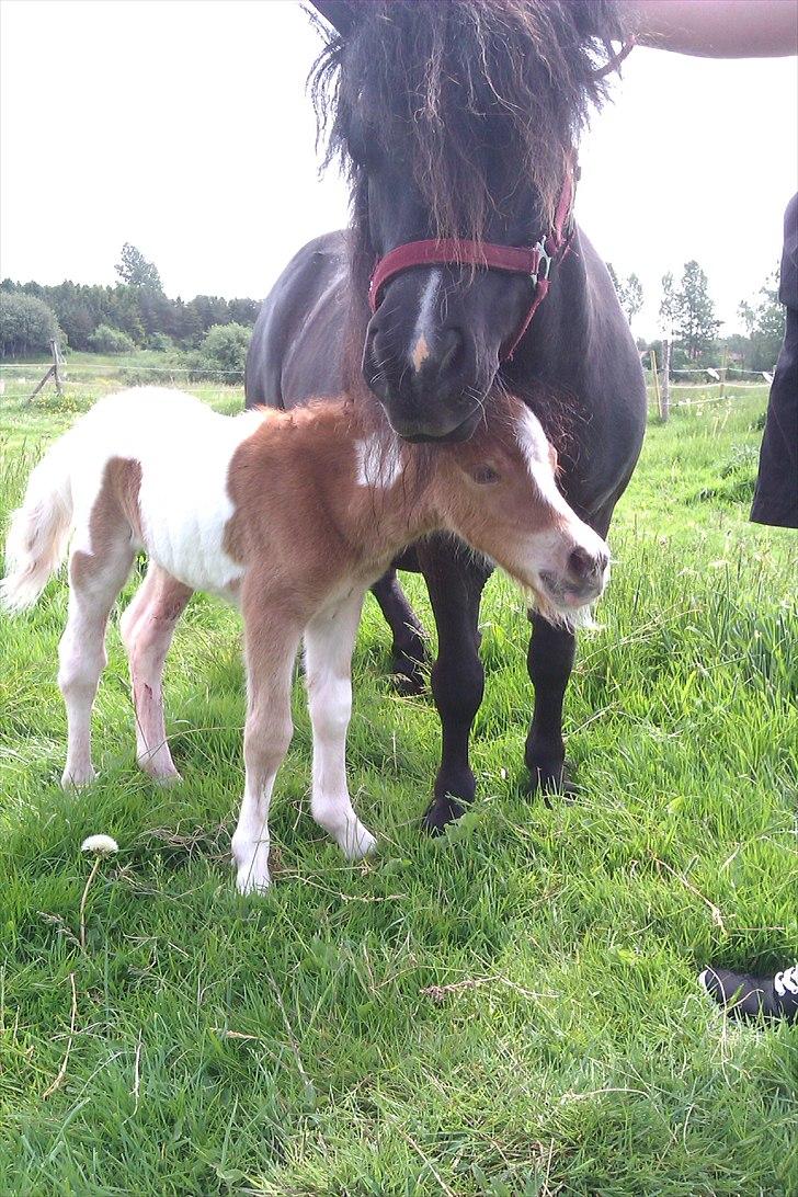 Shetlænder Skovledet Yasmin billede 10