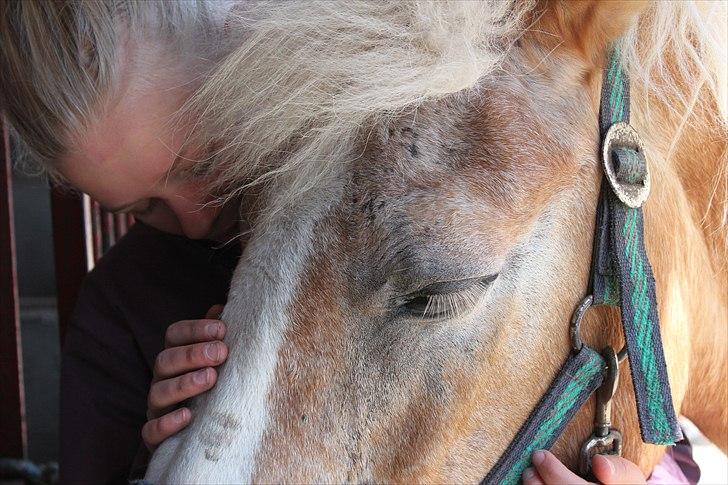Haflinger Tulle [Solgt] - love and harmony with the horse "mouse" <3<3 :*

*Kristi Himmelfartsferien 2011  billede 19