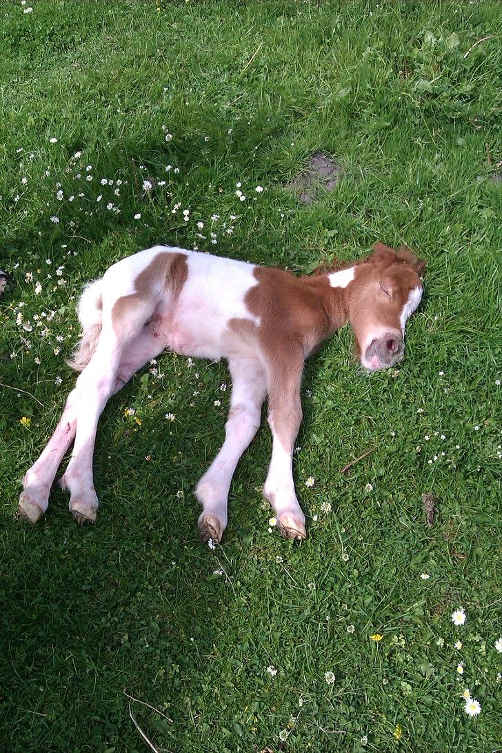 Shetlænder Skovledet Yasmin billede 11