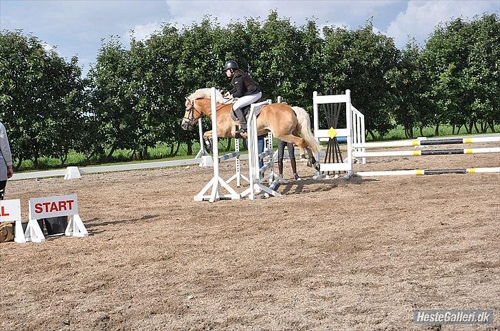 Haflinger Medusa - Ponyen og mig på HØJ - LC springning. :-) - Red 0 runde! :-P Foto: stines .....? billede 7