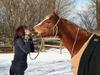 Welsh Cob (sec D) Miss Jessica
