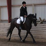 Oldenborg Frijsenvangs Mille SOLGT