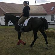 Dansk Varmblod Elajsa tidligere [Part]