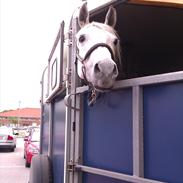 Shagya Araber (SH) Silke Mellemgård  B-Pony